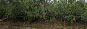 Gorgeous, wooded property on the last street in the neighborhood