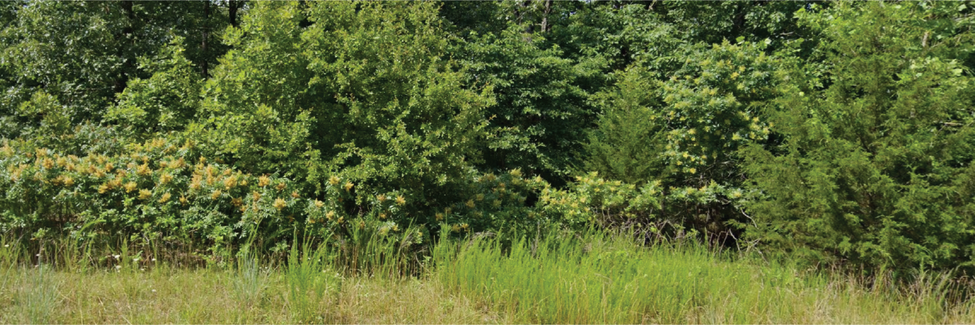 Beautiful corner lot in a well maintained and quiet community