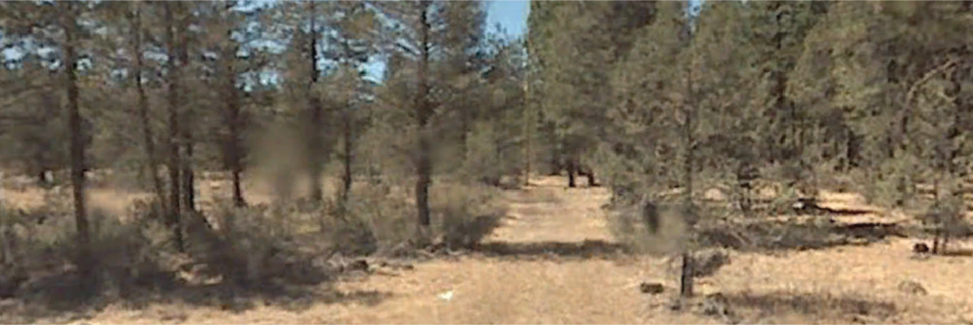 Over an acre and a half of beautiful property amongst the Modoc Forest