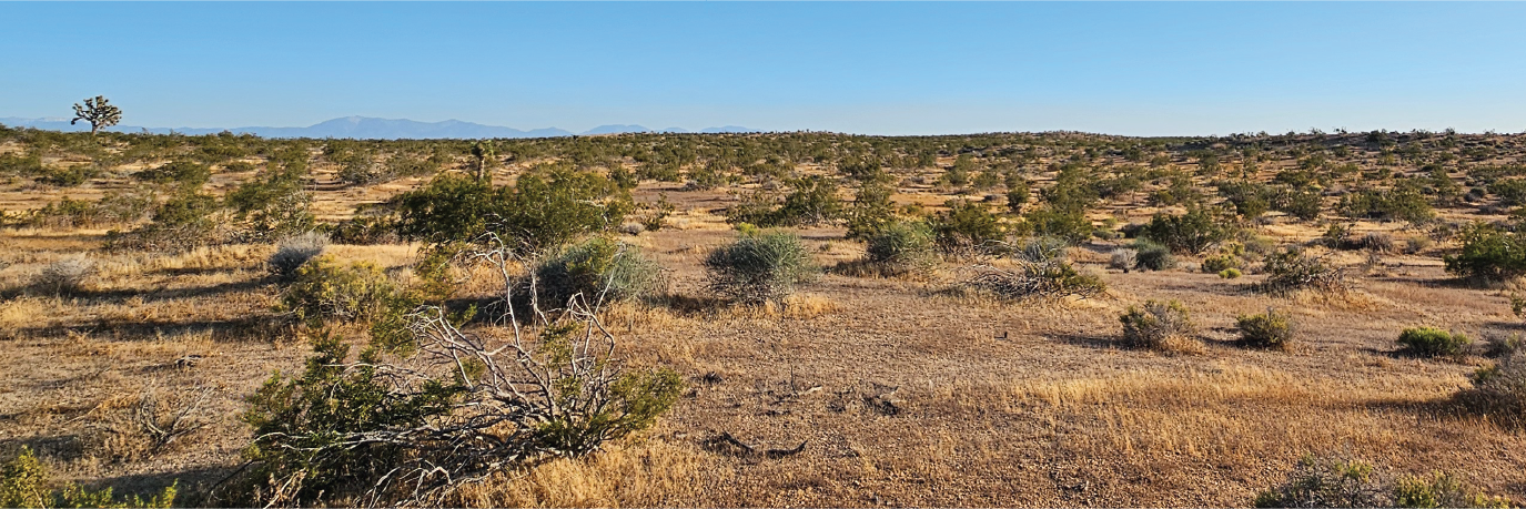 Rare gem of five acres of untouched land in the gorgeous desert