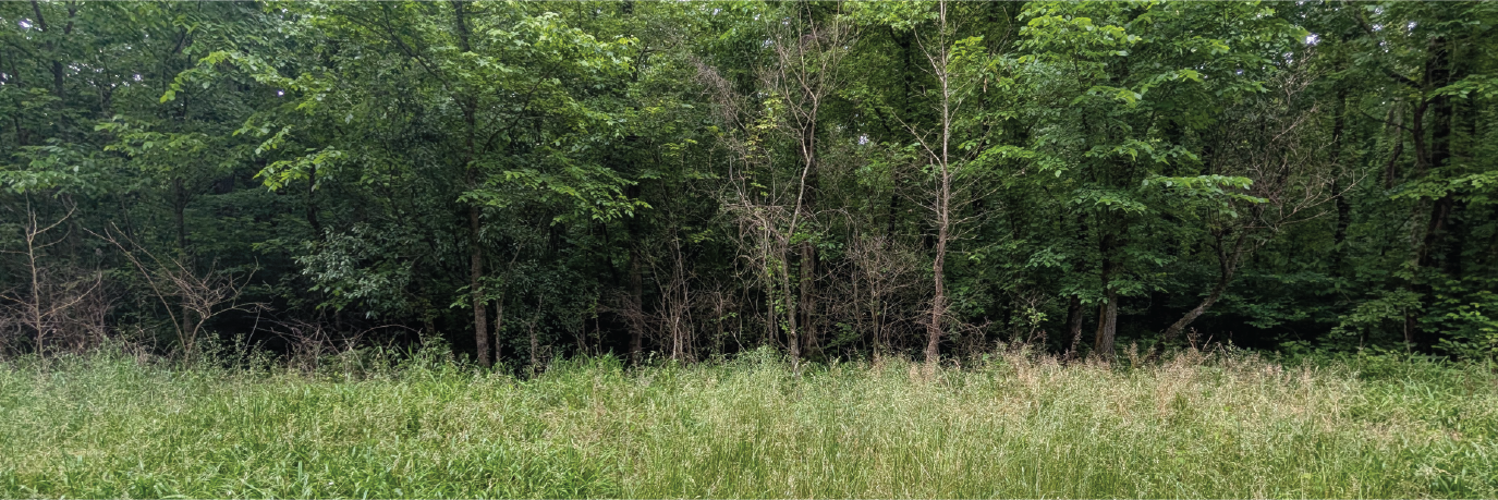 Beautiful property surrounded by trees with plenty of privacy