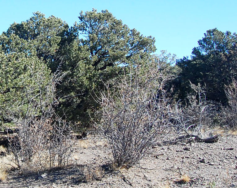 Enjoy Unspoiled Nature on Over Five Treed Acres1